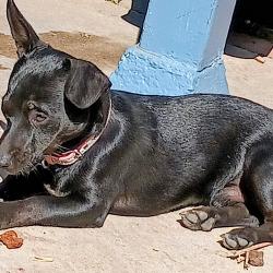 Lost Male Dog last seen Hughes and dudley, Fresno, CA 93728