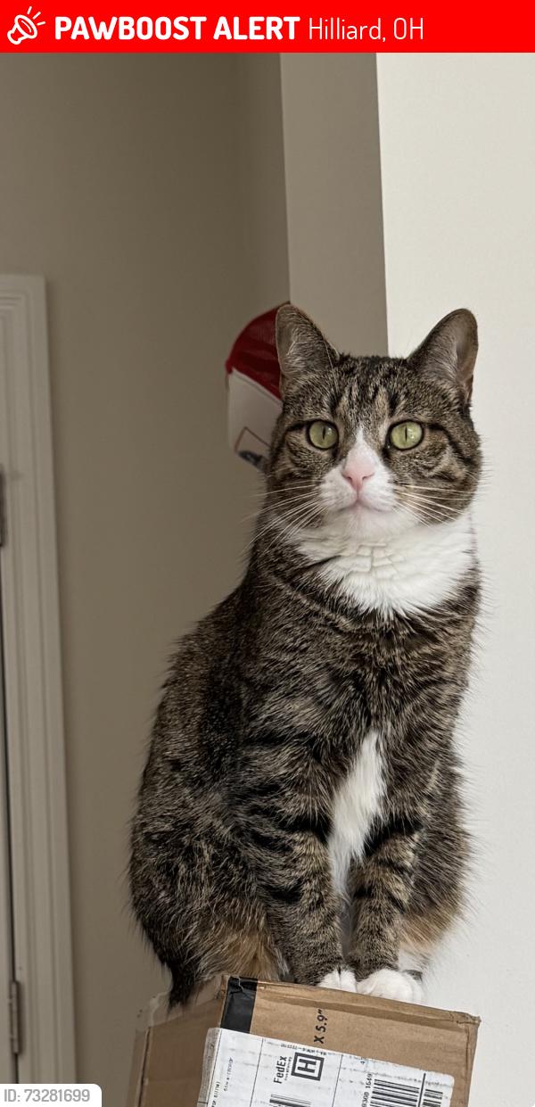 Lost Female Cat last seen Hayden run / Avery / Davidson, Hilliard, OH 43026