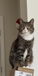 Lost Female Cat last seen Hayden run / Avery / Davidson, Hilliard, OH 43026