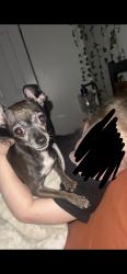 Lost Female Dog last seen National Ave, Bremerton, WA 98312