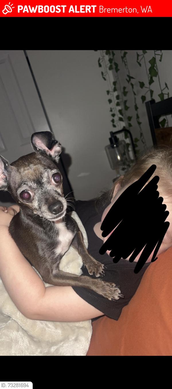 Lost Female Dog last seen National Ave, Bremerton, WA 98312