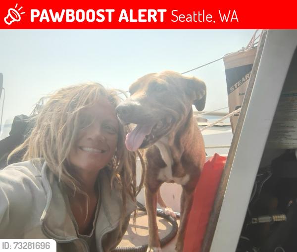 Lost Female Dog last seen Near seaview ave, Seattle, WA 98117