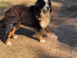 Reunited Male Dog last seen Severville, Sevierville, TN 37862