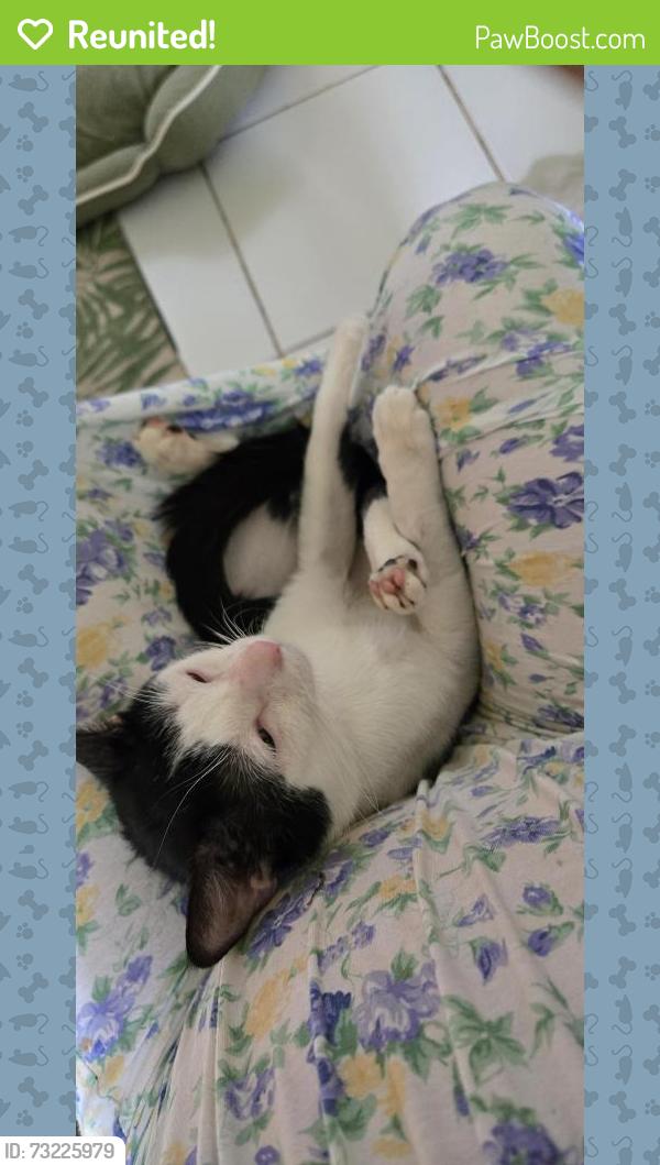 Reunited Male Cat last seen Fifth Line West, Mississauga, ON 