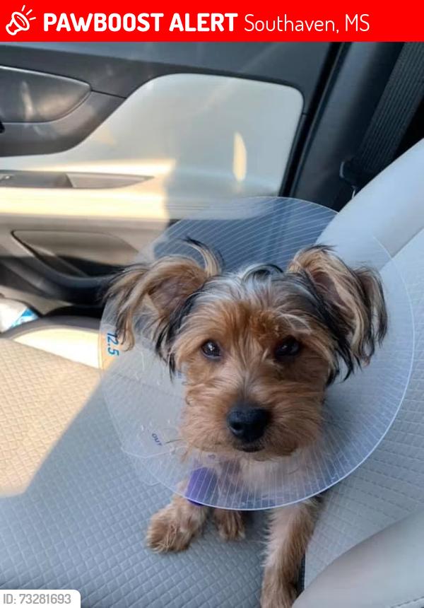 Lost Male Dog last seen Dollar general goodman rd E, Southaven, MS 38672