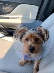 Lost Male Dog last seen Dollar general goodman rd E, Southaven, MS 38672