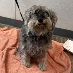 Shelter Stray Female Dog last seen Near Caminto Chollas, San Diego, CA, 92105, 5500 Gaines St, San Diego, CA 92110, USA