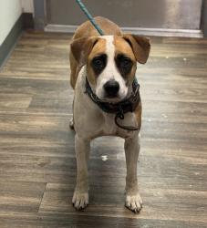 Shelter Stray Female Dog last seen Near Avenida De Las Vistas, San Diego, CA, 92154, 5500 Gaines St, San Diego, CA 92110, USA