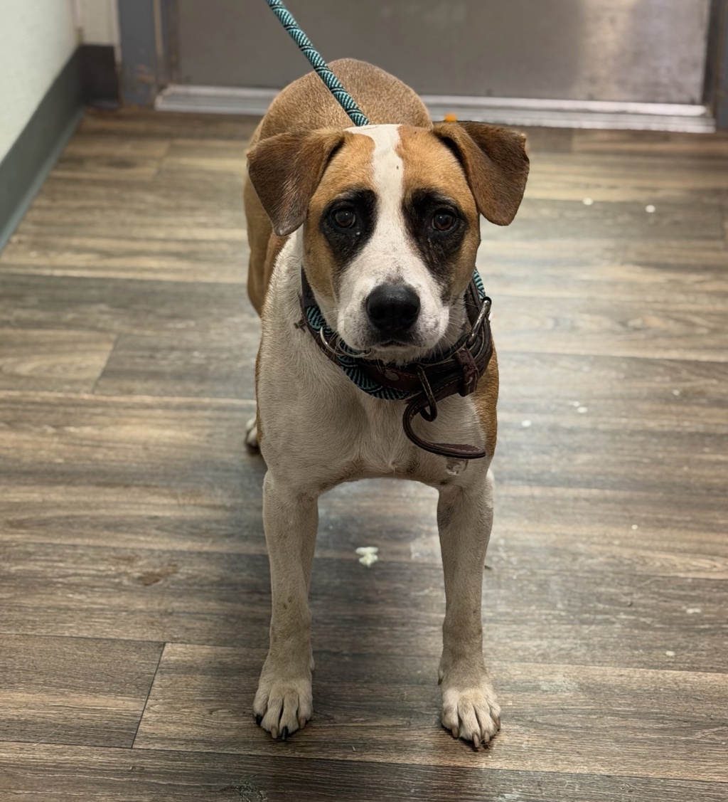 Shelter Stray Female Dog last seen Near Avenida De Las Vistas, San Diego, CA, 92154, 5500 Gaines St, San Diego, CA 92110, USA