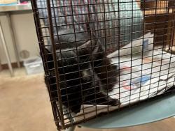 Shelter Stray Male Cat last seen Near Borage Drive, AUSTIN, TX, 78744, 7201 Levander Loop bldg a, Austin, TX 78702, USA