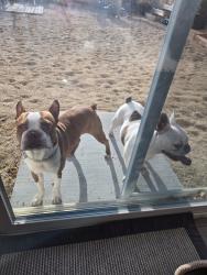 Found/Stray Male Dog last seen Trading post road Reno nv, Reno, NV 89506