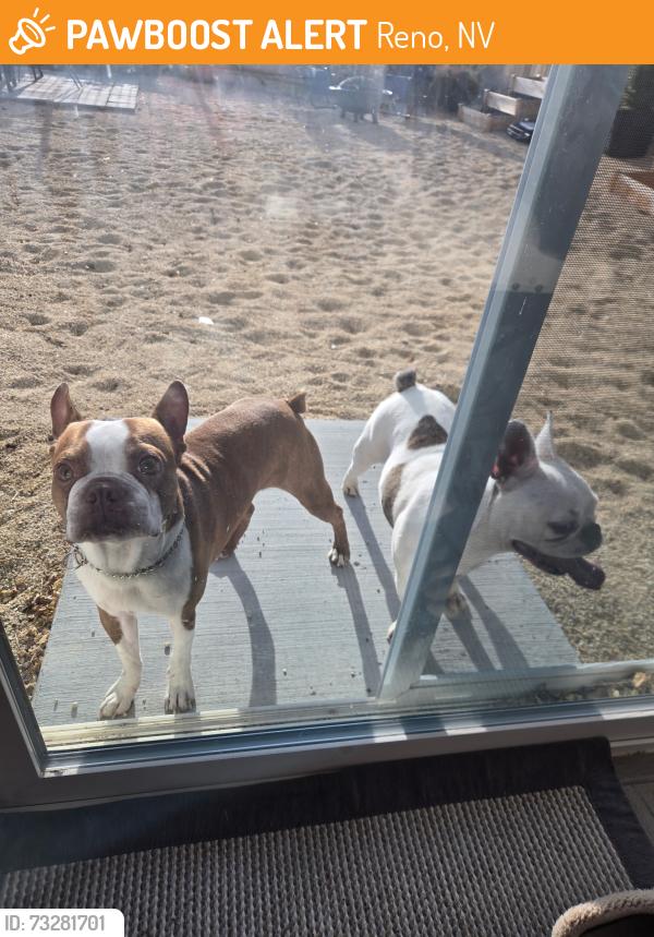 Found/Stray Male Dog last seen Trading post road Reno nv, Reno, NV 89506