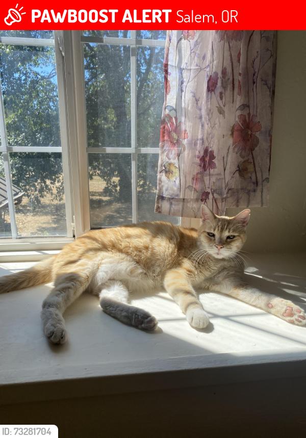 Lost Male Cat last seen Pullman Ave SE and Friendship Rd, Salem, OR 97302