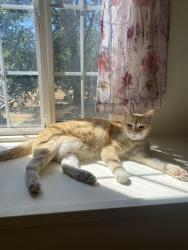 Lost Male Cat last seen Pullman Ave SE and Friendship Rd, Salem, OR 97302