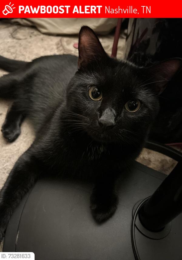 Lost Male Cat last seen he doesn’t wander far he stays close to home, Nashville, TN 37210