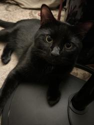 Lost Male Cat last seen he doesn’t wander far he stays close to home, Nashville, TN 37210