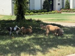 Found/Stray Unknown Dog last seen Thomas Jefferson High School, Walnut Hill, Dallas, Dallas, TX 75229