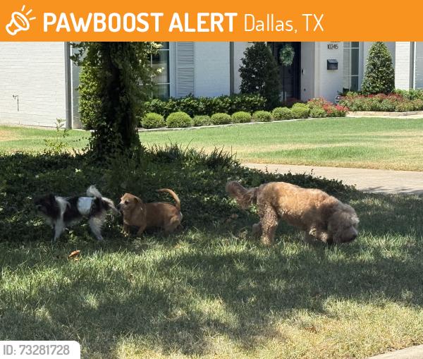 Found/Stray Unknown Dog last seen Thomas Jefferson High School, Walnut Hill, Dallas, Dallas, TX 75229
