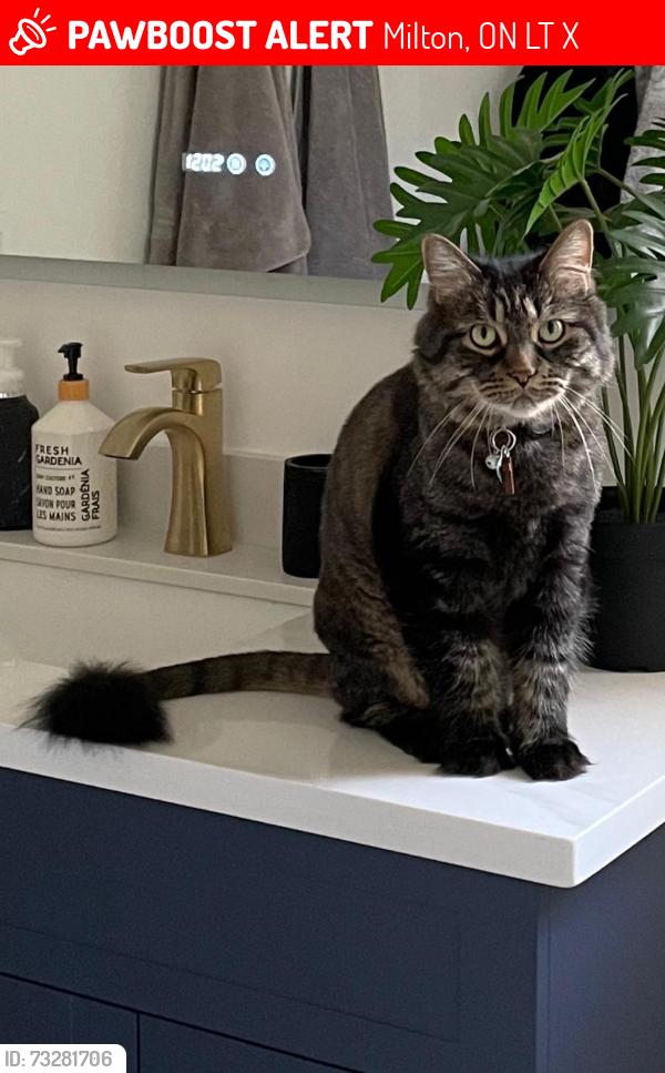 Lost Male Cat last seen Hepburn Rd & Thompson Rd, Milton, Milton, ON L9T 6X6