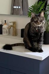 Lost Male Cat last seen Hepburn Rd & Thompson Rd, Milton, Milton, ON L9T 6X6