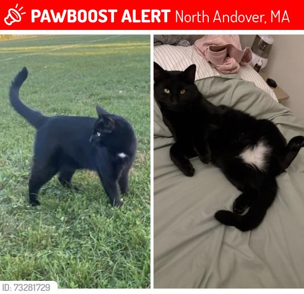 Lost Male Cat last seen Mass avenue, North Andover, North Andover, MA 01845