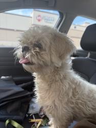 Found/Stray Unknown Dog last seen edenglen dr, Houston, TX 77049