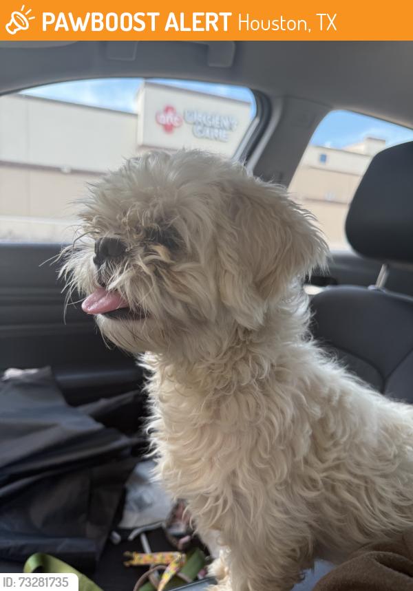 Found/Stray Unknown Dog last seen edenglen dr, Houston, TX 77049