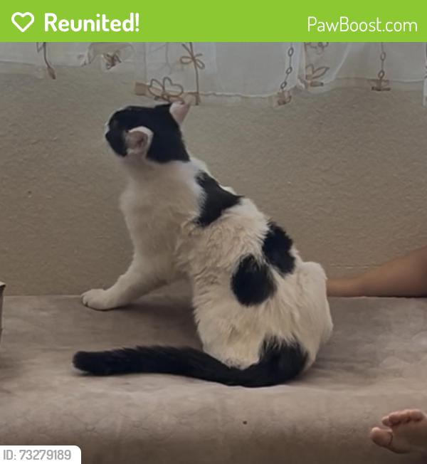 Reunited Male Cat last seen Manchester and broadway, Los Angeles, CA 90003