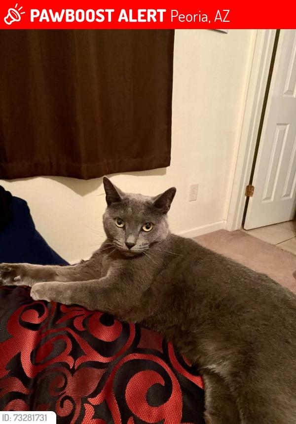 Lost Female Cat last seen 107th ave and Olive, Peoria, AZ 85345