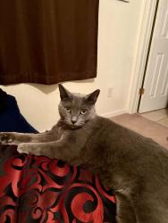 Lost Female Cat last seen 107th ave and Olive, Peoria, AZ 85345