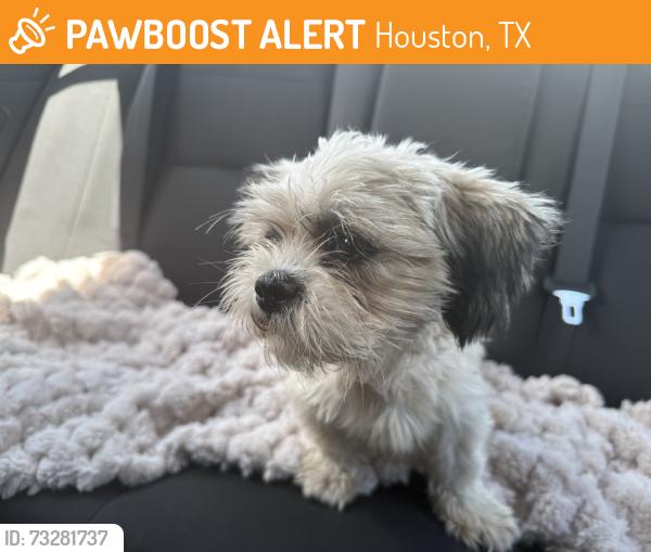 Found/Stray Unknown Dog last seen Edenglen Drive, Houston, TX 77049
