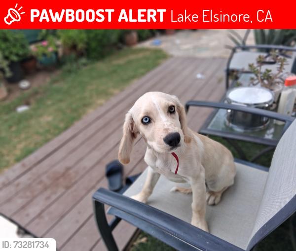 Lost Male Dog last seen Grand av and Rome hill road, Lake Elsinore, CA 92532