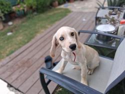 Lost Male Dog last seen Grand av and Rome hill road, Lake Elsinore, CA 92532