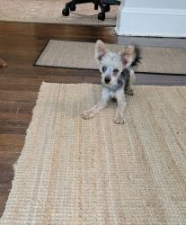 Reunited Male Dog last seen Hillside and Normal St, Decatur, GA 30032