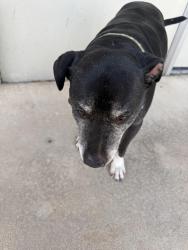 Found/Stray Unknown Dog last seen Family dollar, Wichita, KS 67211