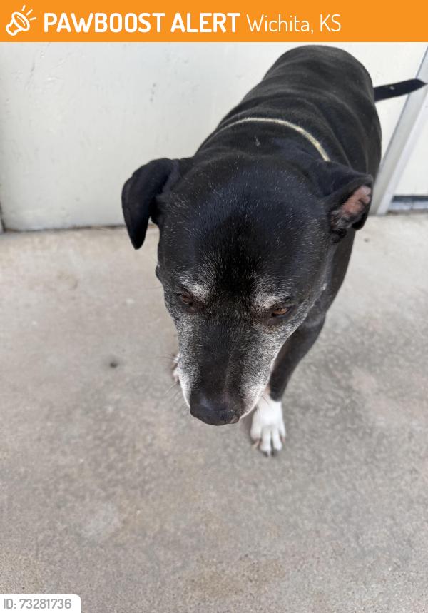 Found/Stray Unknown Dog last seen Family dollar, Wichita, KS 67211