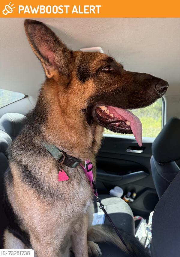 Found/Stray Male Dog last seen Citrus springs fl, Citrus Springs, FL 34434