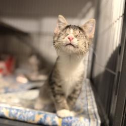 Shelter Stray Female Cat last seen , 8020 Washington St, Port Richey, FL 34668, USA