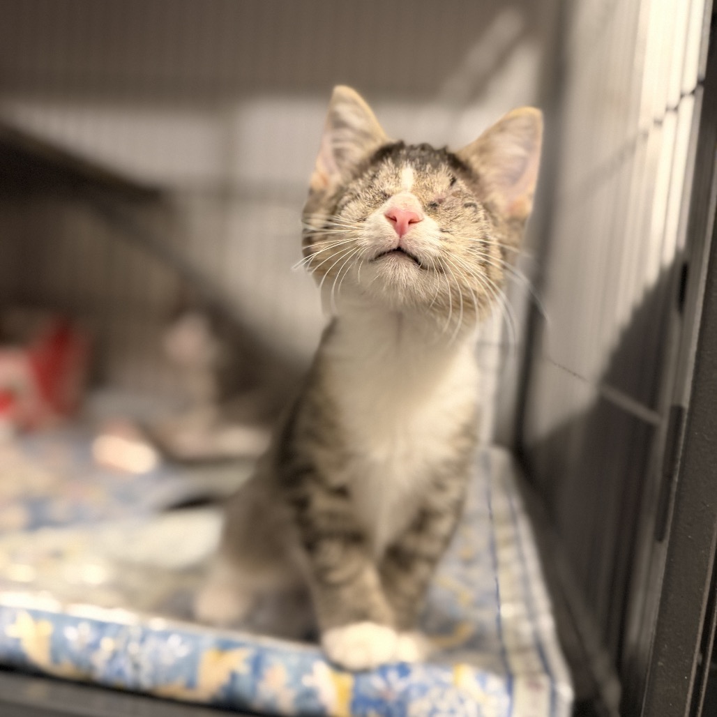 Shelter Stray Female Cat last seen , 8020 Washington St, Port Richey, FL 34668, USA