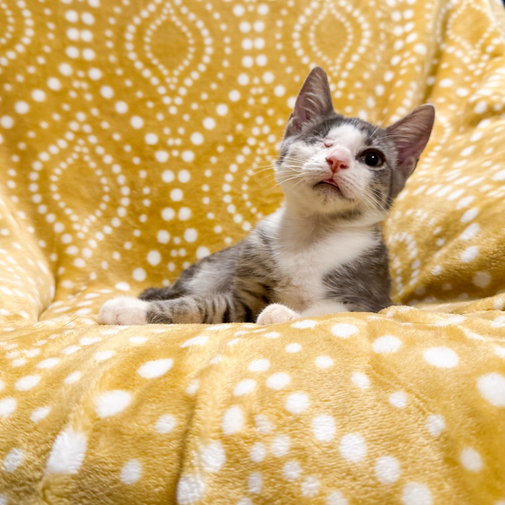 Shelter Stray Male Cat last seen , 8020 Washington St, Port Richey, FL 34668, USA