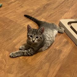 Shelter Stray Female Cat last seen , 8020 Washington St, Port Richey, FL 34668, USA