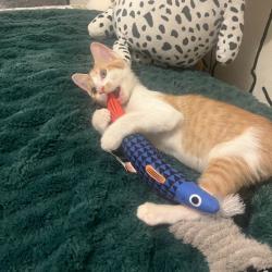 Shelter Stray Male Cat last seen , 8020 Washington St, Port Richey, FL 34668, USA