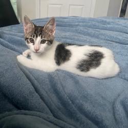 Shelter Stray Male Cat last seen , 8020 Washington St, Port Richey, FL 34668, USA