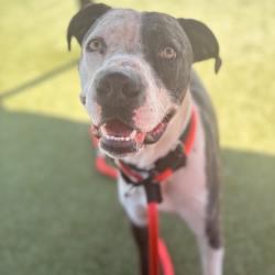Shelter Stray Male Dog last seen , Animal Care & Control Team of Philly, 111 W Hunting Park Ave, Philadelphia, PA 19140, USA