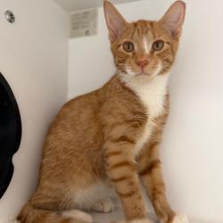 Shelter Stray Male Cat last seen , 8020 Washington St, Port Richey, FL 34668, USA