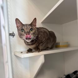 Shelter Stray Female Cat last seen , 8020 Washington St, Port Richey, FL 34668, USA