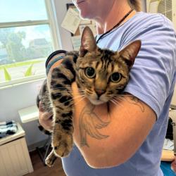 Shelter Stray Female Cat last seen , 8020 Washington St, Port Richey, FL 34668, USA