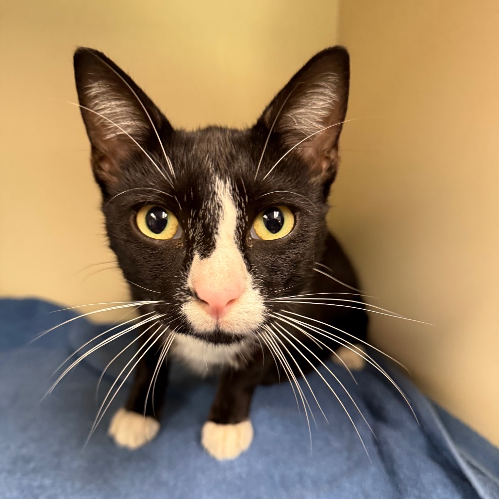 Shelter Stray Male Cat last seen , 8020 Washington St, Port Richey, FL 34668, USA