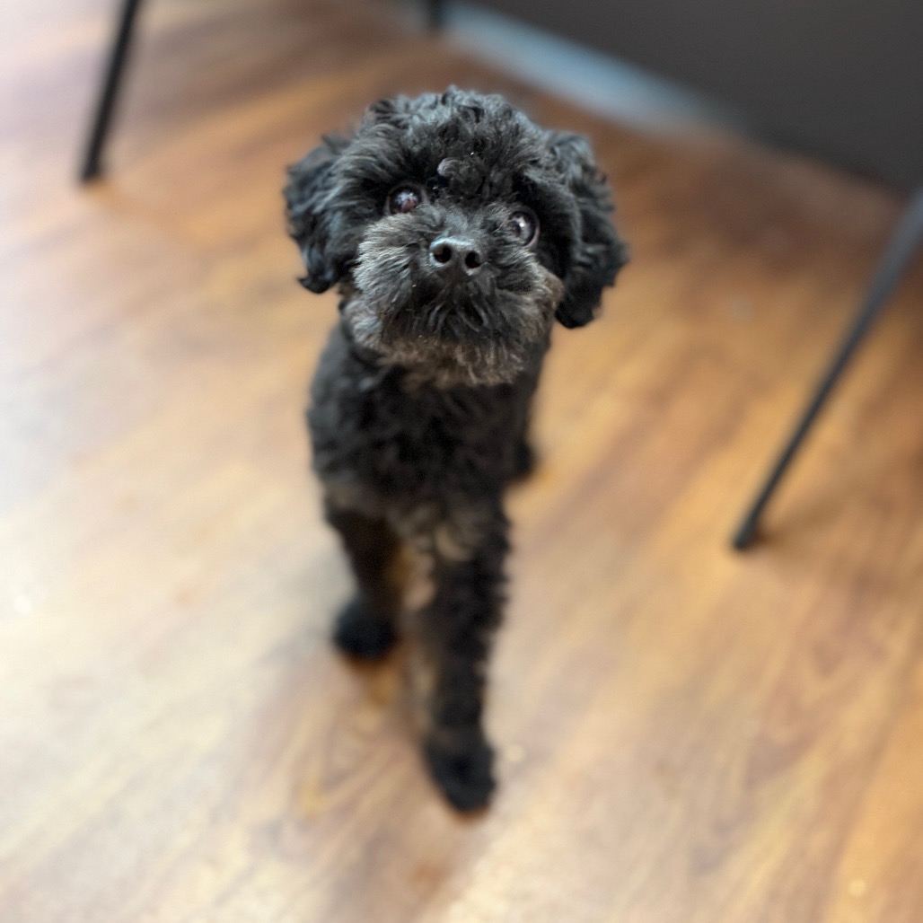 Shelter Stray Male Dog last seen , 8020 Washington St, Port Richey, FL 34668, USA