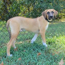 Shelter Stray Male Dog last seen , 2951 S 1st St, Cabot, AR 72023, USA